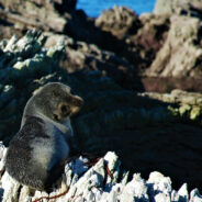 Young Seal Accidentally Breaks Into The House Of A Marine Biologist In New Zealand