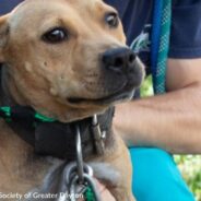 12 Malnourished Pit Bulls Chained Outside Abandoned Home Rescued By Humane Society Of Greater Dayton