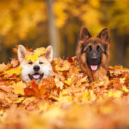 4 Ways to Keep Your Four-Legged Friend Safe this Fall