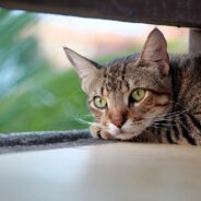 6 Great Ways to Help Animal Shelters, Rescues, and Sanctuaries Year-Round