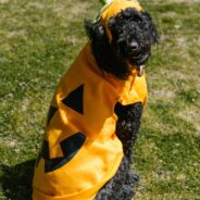 7 Spooktacular Ways To Celebrate Halloween With Your Dog