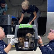 90 Shelter Dogs And Cats Flown Out Of Hurricane-Ravaged Florida Thanks to Your Support