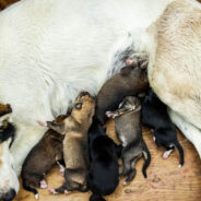 A Pregnant Dog Gave Birth in the Most Unexpected Place, Leaving her Foster Mom in Shock