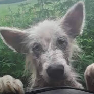 A Stray Dog’s Healthy Transformation is Evident After Two Weeks of Receiving Proper Treatment