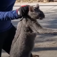 Abandoned Cat Left Behind When Owners Move Away Learns To Love Again