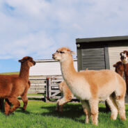 Alpaca Who Once Lived in Solitude Finally Found a Friend in Gene the Goat