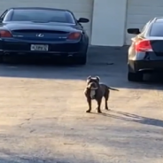 Amazon Driver Has Intense Face-To-Face Stand-Off With Customer’s Dog