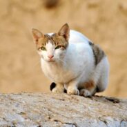 Animal Lovers Pull Over to Side of Road During Downpour, Rescue Cat in the Process