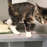 Animal Rescue Shares The Reason Behind Viral Kitten’s “Twerking” Dance Moves