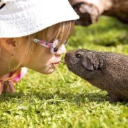 Animal Shelters in U.S. Overwhelmed with Pet Surrenders with One Animal Topping the List