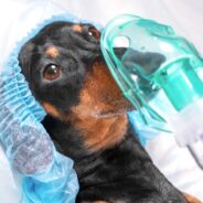 Are There Side Effects of Anesthesia in Dogs?