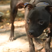 Authorities Bust Largest Alleged Dogfighting Operation In South Carolina