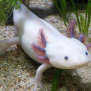 Axolotl Popularity Skyrockets, Thanks to Minecraft and TikTok Crazes