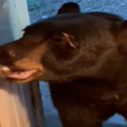 Bear Visits Woman’s Home And Closes The Door Behind Himself