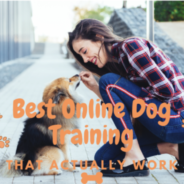 Best Online Dog Training Courses: Taught by Pet Experts