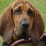 Bloodhound Has The Patience Of A Saint With Her Feisty Chihuahua Brother