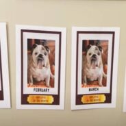 Bulldog Loves Seeing His Picture on the Wall as Employee of the Month!