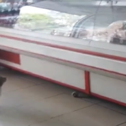 Butcher Welcomes Hungry Stray Cat Into His Shop And She Returns With Friends