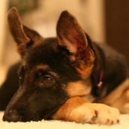 Canadian German Shepherd Takes The Internet By Storm With Her Impressive Hockey Goalie Skills