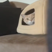 Cat Adorably Twitches During Game Of Peek-A-Boo With Mom