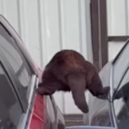 Cat Gets Himself Into A Predicament Trying To Climb On The Roof Of Two Cars