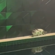 Cat Miscalculates Jump By Pool And It Ends In Disaster