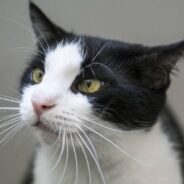 Cat Named ‘Dorky’ Has Harrowing Origin Story