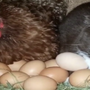 Cat Sits On Eggs To Help Incubate Them With Mama Hen