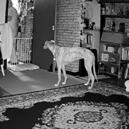 Clever Pup Rearranges Livingroom Furniture To Make Herself More Comfortable