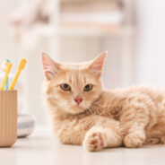 Dental Disease Could Be the Biggest Threat to Your Cat’s Health