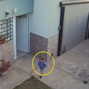 Dog Alerts Mom To Toddler Opening Gate And Escaping The Yard