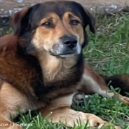 Dog Anxiously Waits For Family To Return After They Moved And Left Him Behind