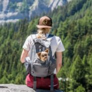 Dog Backpack Carriers: What to Look For