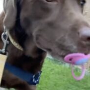 Dog Finds Baby Pacifier On Walk And Does The Cutest Thing