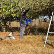 Dog Friendly Apple Picking Do’s and Don’ts