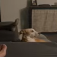 Dog Gives Mean “Side Eye” When Owner Interrupts Her TV Time