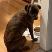 Dog Refuses To Eat Her Food Unless It is Prepared How Dad Makes It