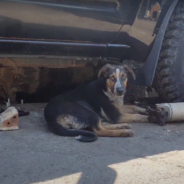 Dog Waited At Gate For Months, Praying For Someone To Help Her & Her Friends