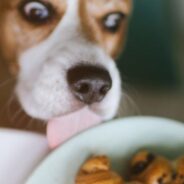 Dogs and Chocolate — What to Know and What to Do If Your Dog Eats Chocolate