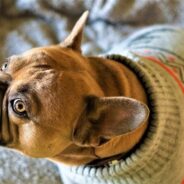 Donate Doggy Sweaters and Booties to Your Favorite Shelter During Chilly Fall and Winter Months