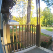 Doorbell Camera Captures Unlucky Woodpecker Getting Tangled In Woman’s Hair