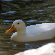 Ducks Abandoned In Pond Fall In Love At Rescue And Get Adopted Together