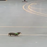 Elderly Dachshund Races Against Youngsters And Refuses To Give Up