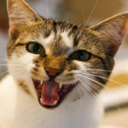 Expert Explains The Reasoning Behind Different “Angry Sounds” That Cats Make