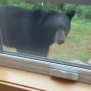 Feisty Guard Dog Protects His Family And Home From Curious Black Bear