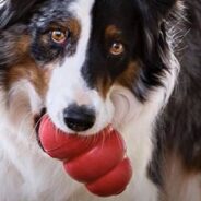 Find Out Which Dog Toys and Treats are Dangerous for Your Dogs!