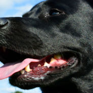 Fire Fighters Honor Dog Who Served Alongside Them With Touching Canine Funeral