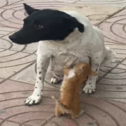 Generous Mother Dog Nurses Stray Kitten In The Street