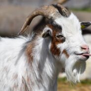 Goats Return to Calgary’s Nose Hill Park to Help Environment