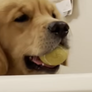 Golden Retriever Puppy Discovers Bathtub “Slide” And Grabs All His Tennis Balls